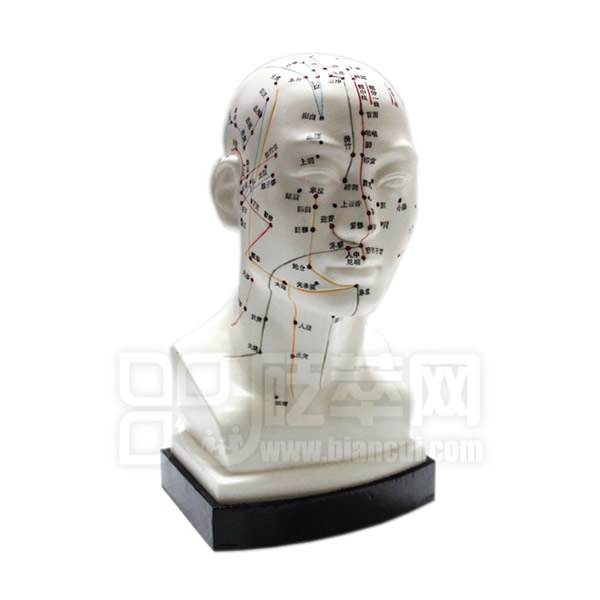 頭部穴位模型圖1