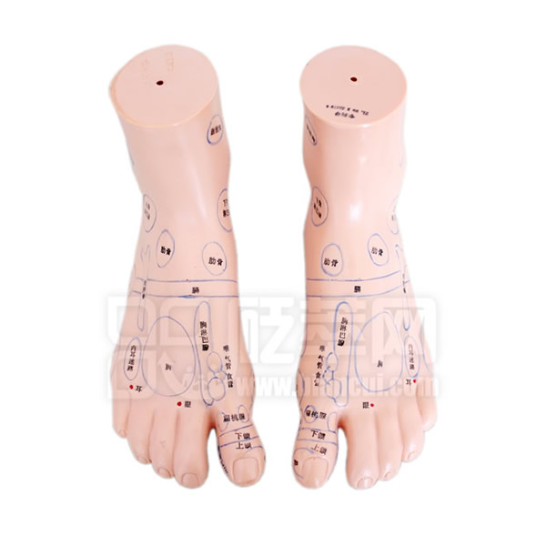足部穴位模型圖1