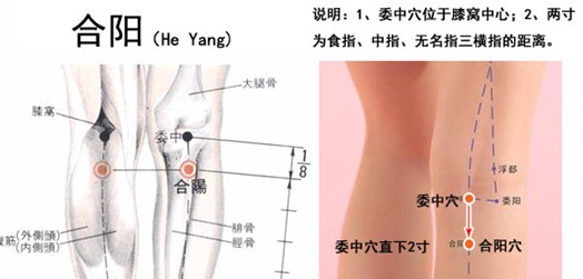 人體穴位圖:合陽穴及其相關介紹