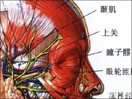 膽經穴位:上關穴
