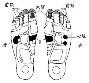 腳步反射區(qū)
