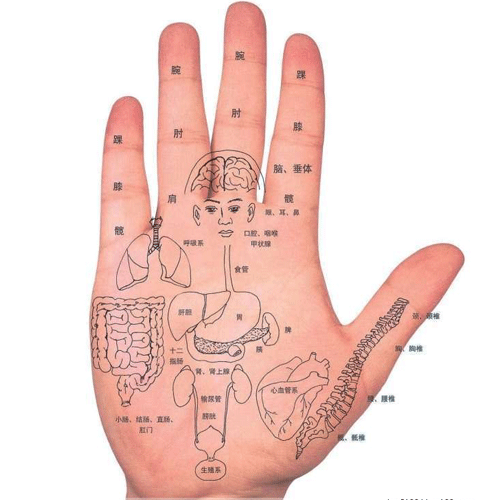手部反射區