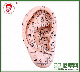耳朵部穴位模型